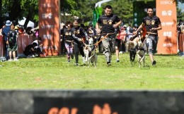 2021狗巴迪勇士赛首站登陆北京 人犬合作征战障碍赛