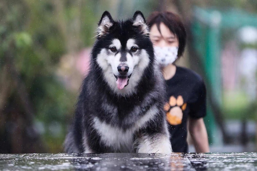 狗巴迪勇士赛上海站细雨中落幕 首次采用犬只鼻纹识别系统