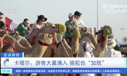 卡塔尔世界杯游客增多 骆驼工作量暴涨50倍